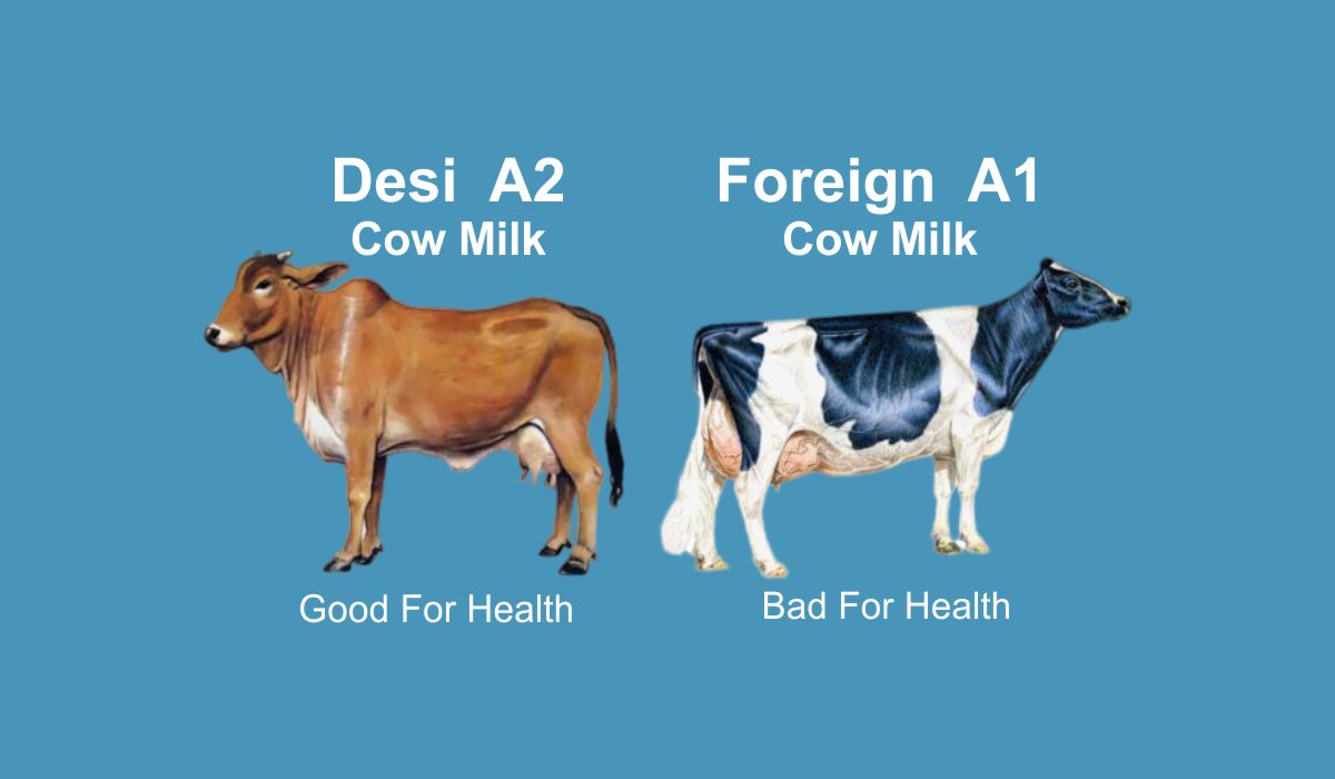 Difference between A1 and A2 milk